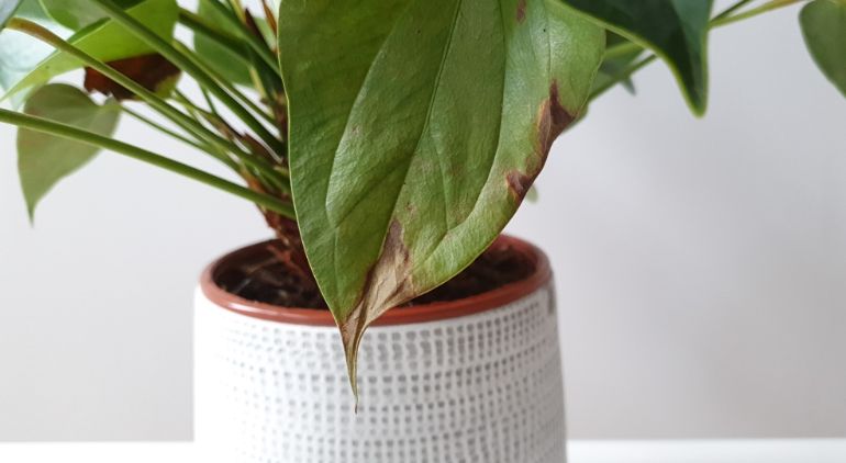 anthurium brown leaves