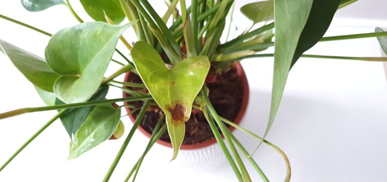 anthurium brown leaves