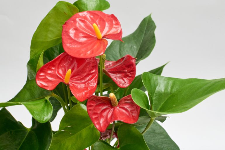 anthurium acclimation