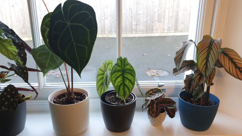 cold stress causing brown anthurium leaves