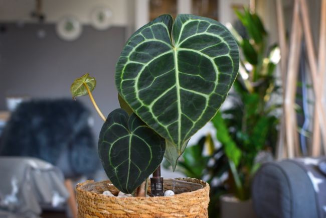 anthurium clarinervium care