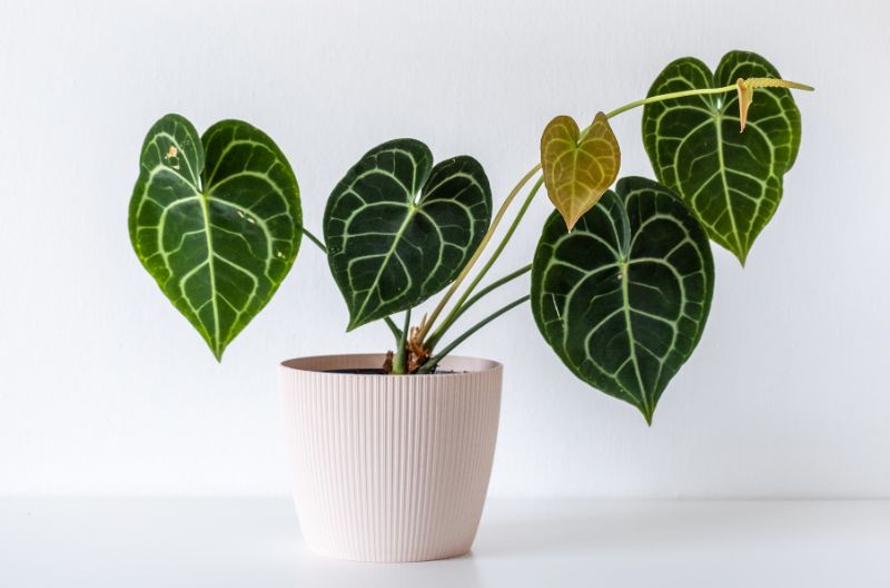 anthurium clarinervium care