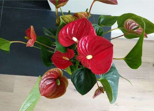 anthurium leaves turning yellow flamingo flower