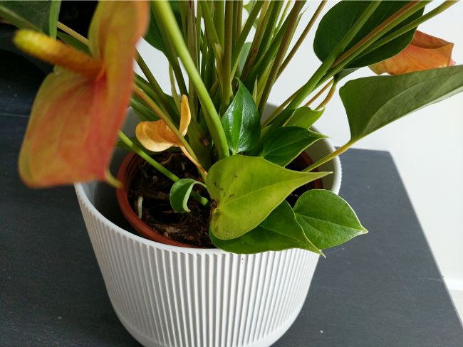 anthurium leaves turning yellow flamingo flower