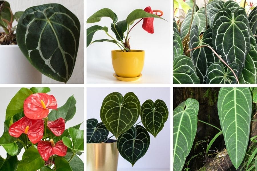 anthurium varieties