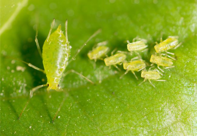 aphids on houseplant leaf