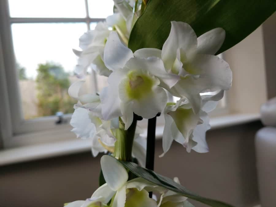 are orchids good gifts