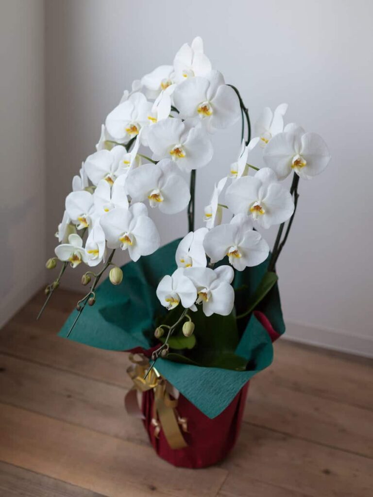 are orchids good gifts