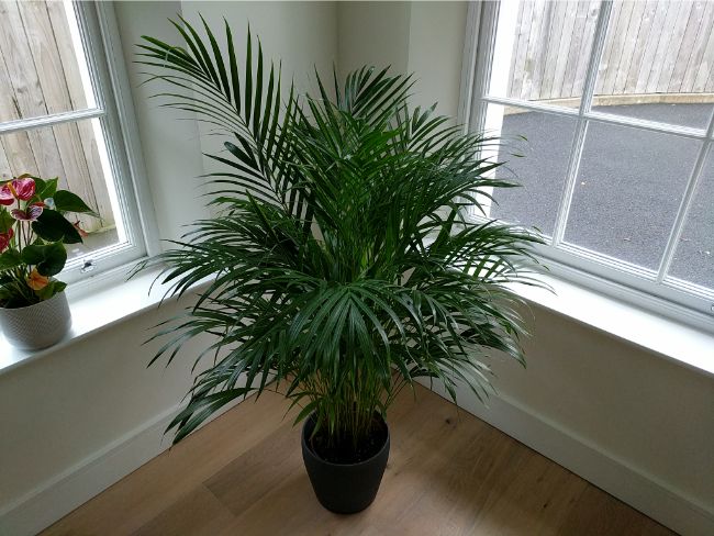 areca palm brown tips and leaves caused by insufficient light