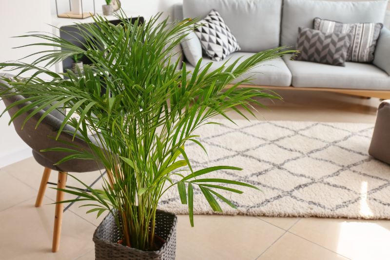 areca palm propagation