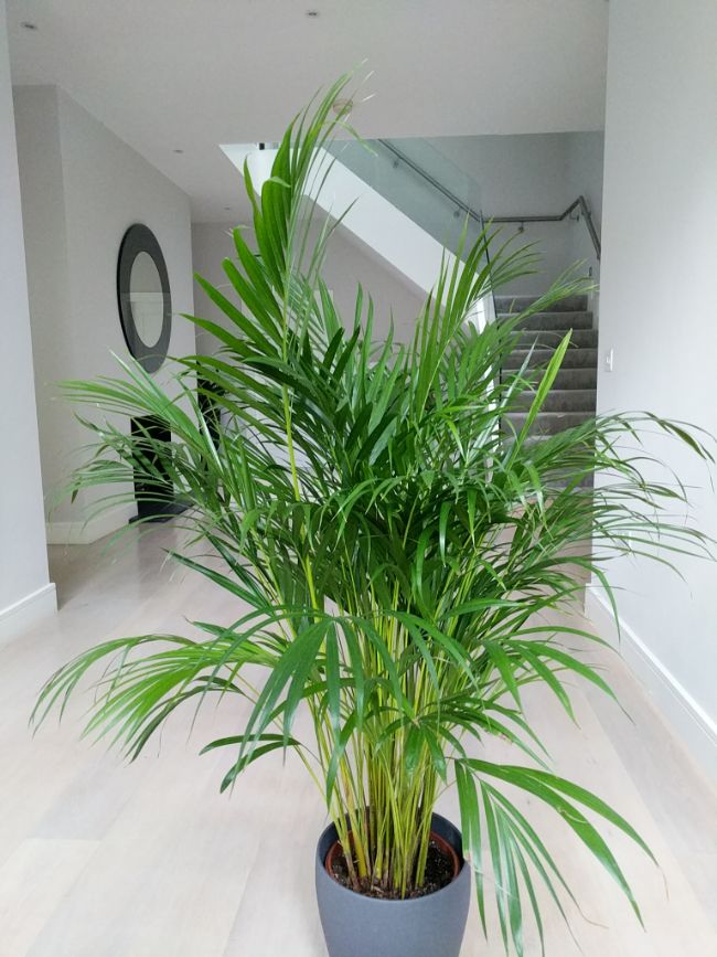 Areca Palm Dypsis lutescens in my hall