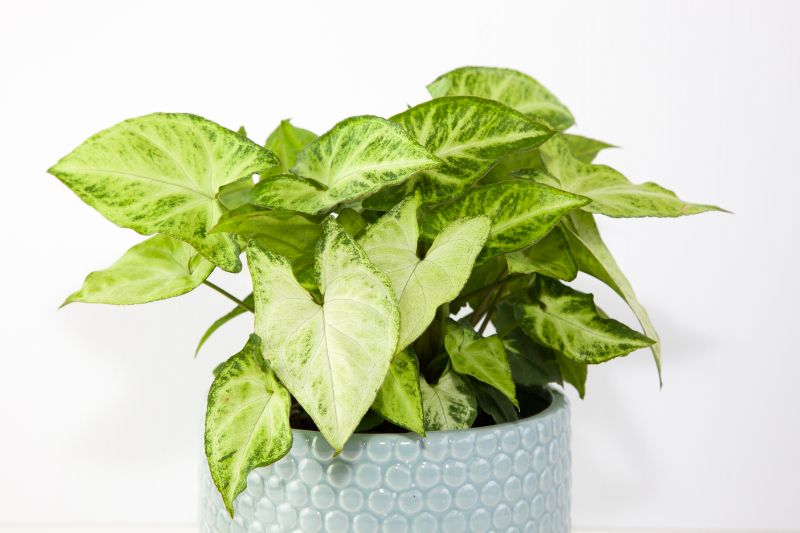 arrowhead plant drooping Syngonium podophyllum