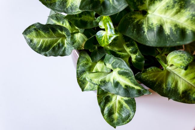 arrowhead plant drooping Syngonium podophyllum