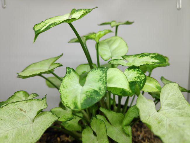 Arrowhead Plant Syngonium podophyllum