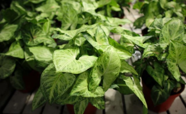 Arrowhead plant propagation