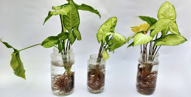 arrowhead plant propagation in water