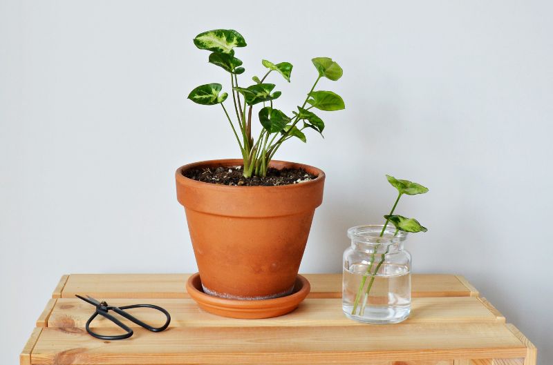 arrowhead plant propagation