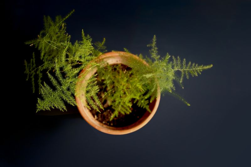 asparagus fern turning yellow