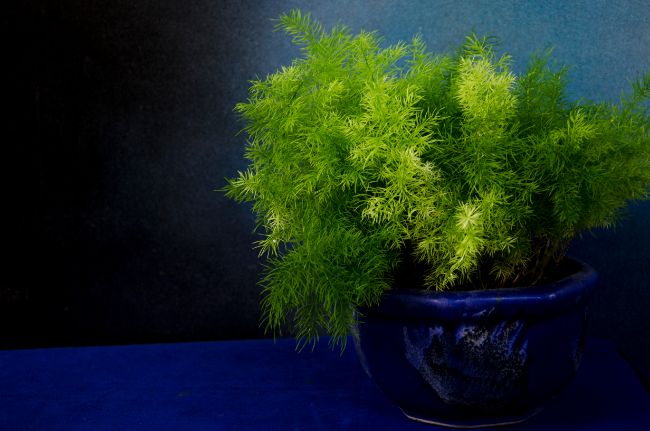 asparagus fern turning yellow