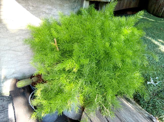 asparagus fern turning yellow