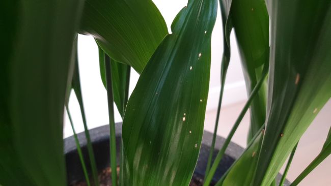 aspidistra brown leaves cast iron plant