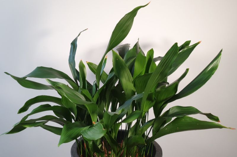 aspidistra brown leaves cast iron plant