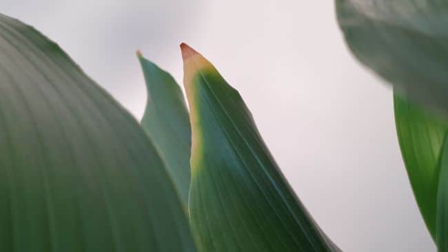 aspidistra brown leaves cast iron plant