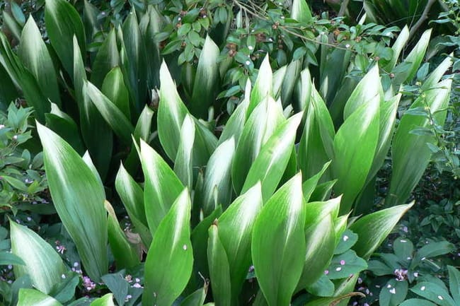 aspidistra-elatior asahi cast iron plant