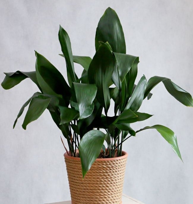 Aspidistra Elatior Cast Iron Plant