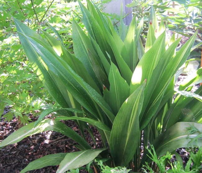 aspidistra elatior lennons song