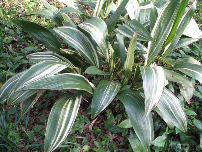 aspidistra elatior variegata