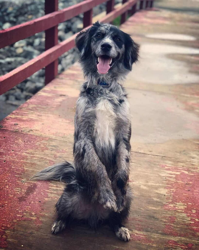 Australian Retriever standing on its hind legs