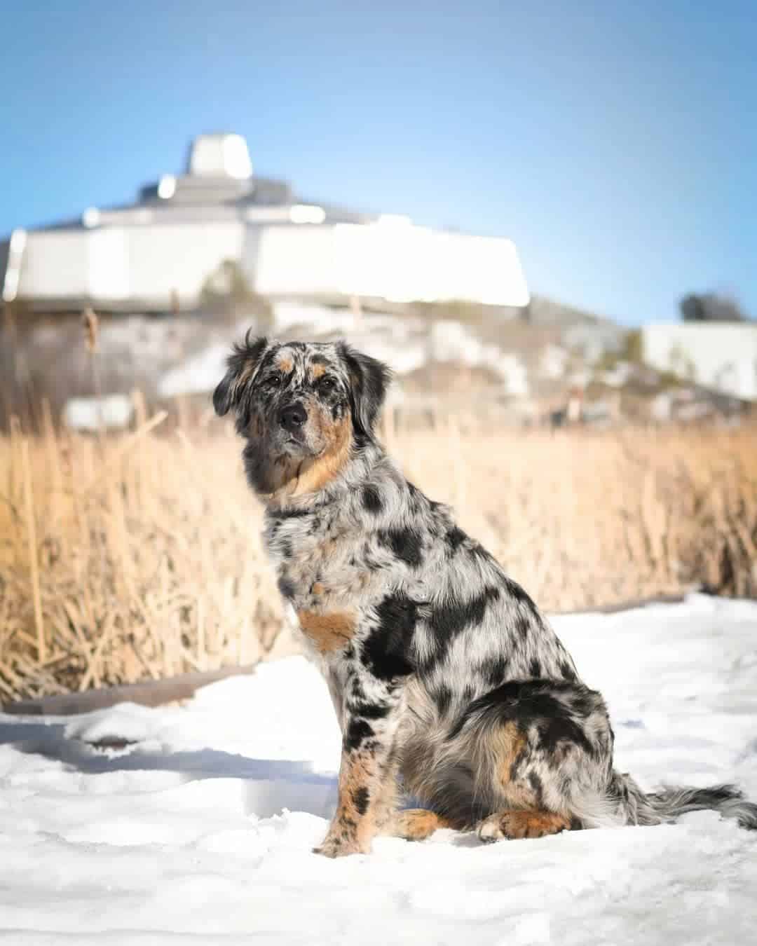 Australian Shepherd Golden Retriever Mix standing in the snow