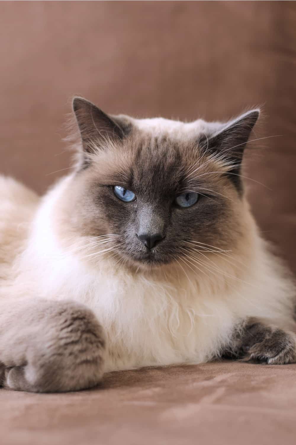 balinese cat lying