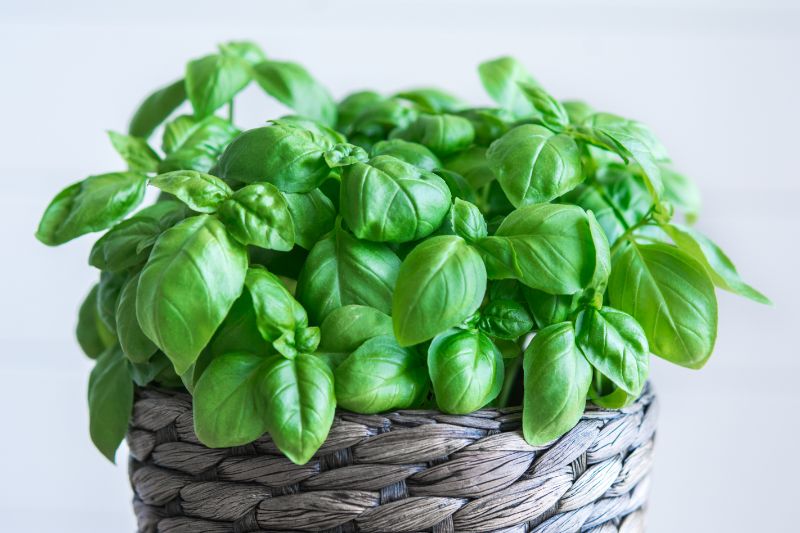 basil leaves turning brown