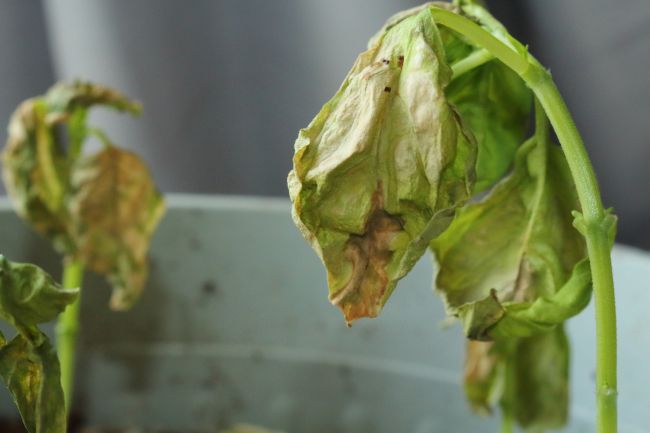 basil plant disease causing brown, wilting leaves