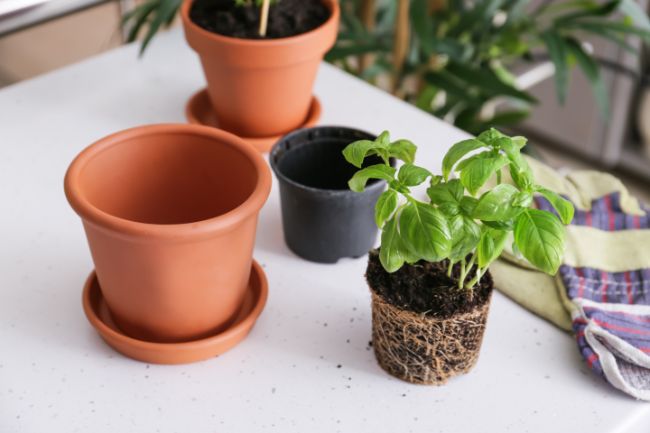 repotting basil plant