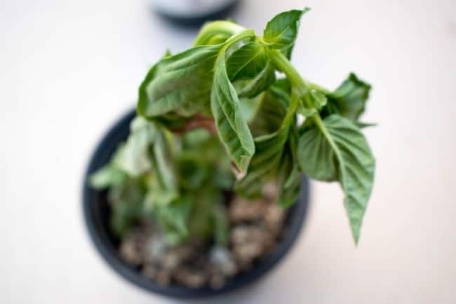 basil leaves turning brown