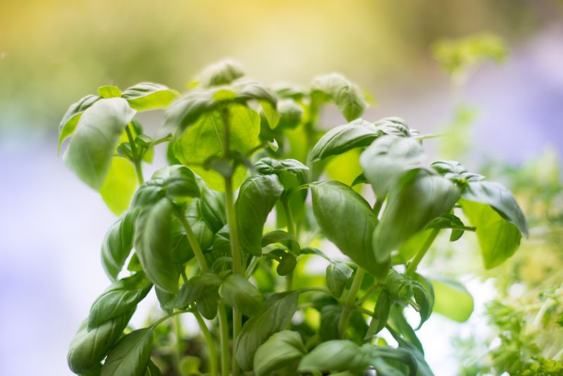 basil plant dying