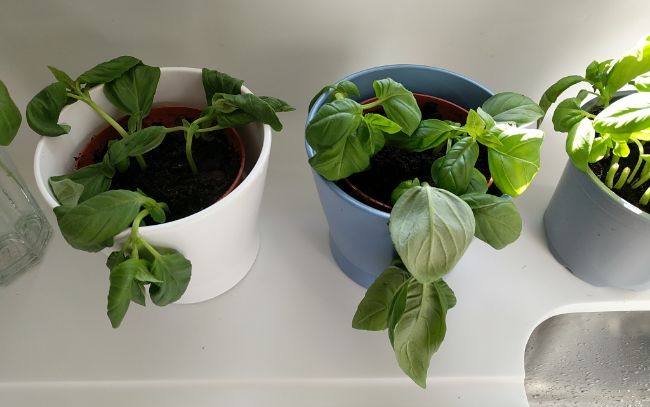 basil plant wilting