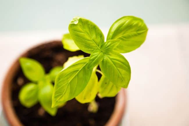 overwatered basil plant