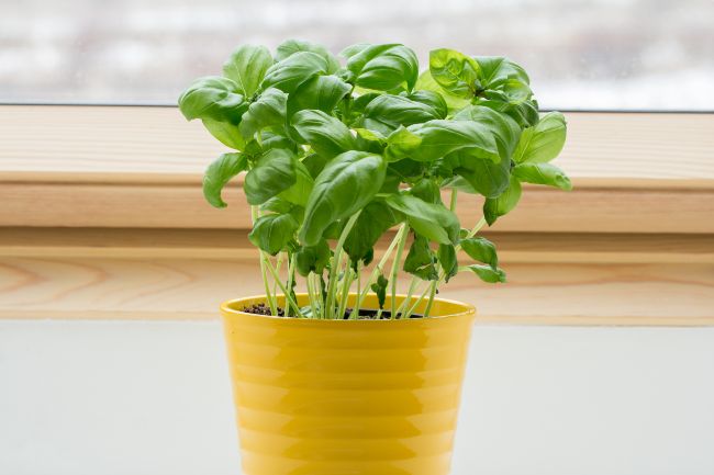 basil plant dying