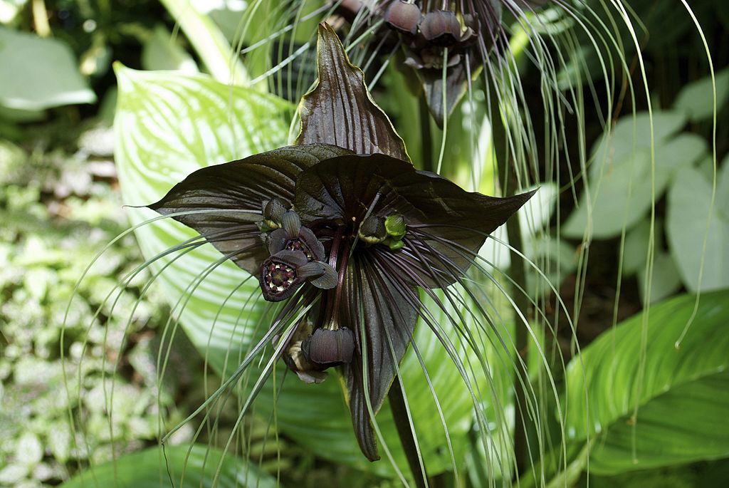 Bat Flower tacca chantrier