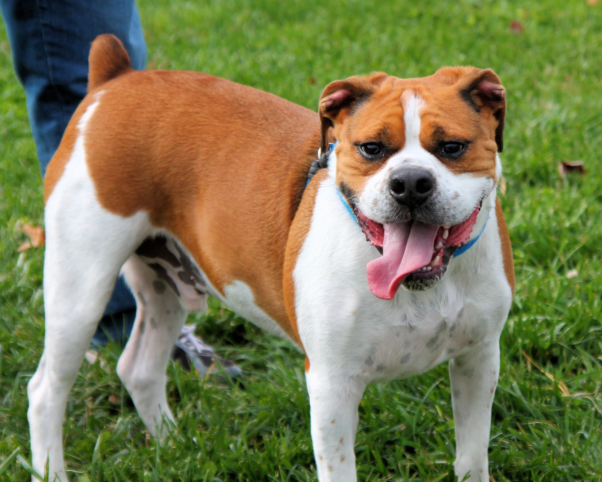 beagle boxer mix