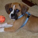 beagle boxer mix