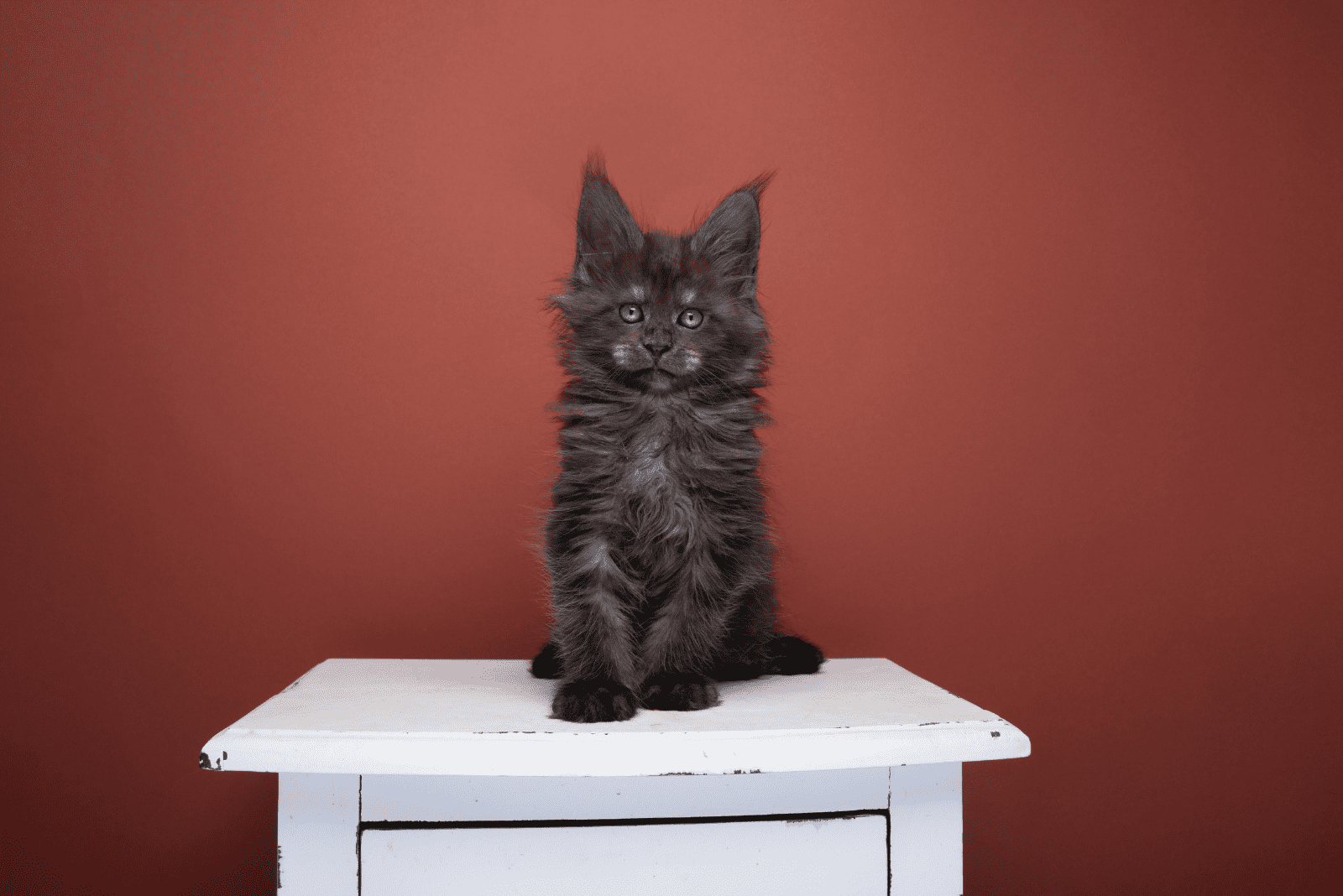 beautiful Black Smoke Maine Coons sitting on a chair