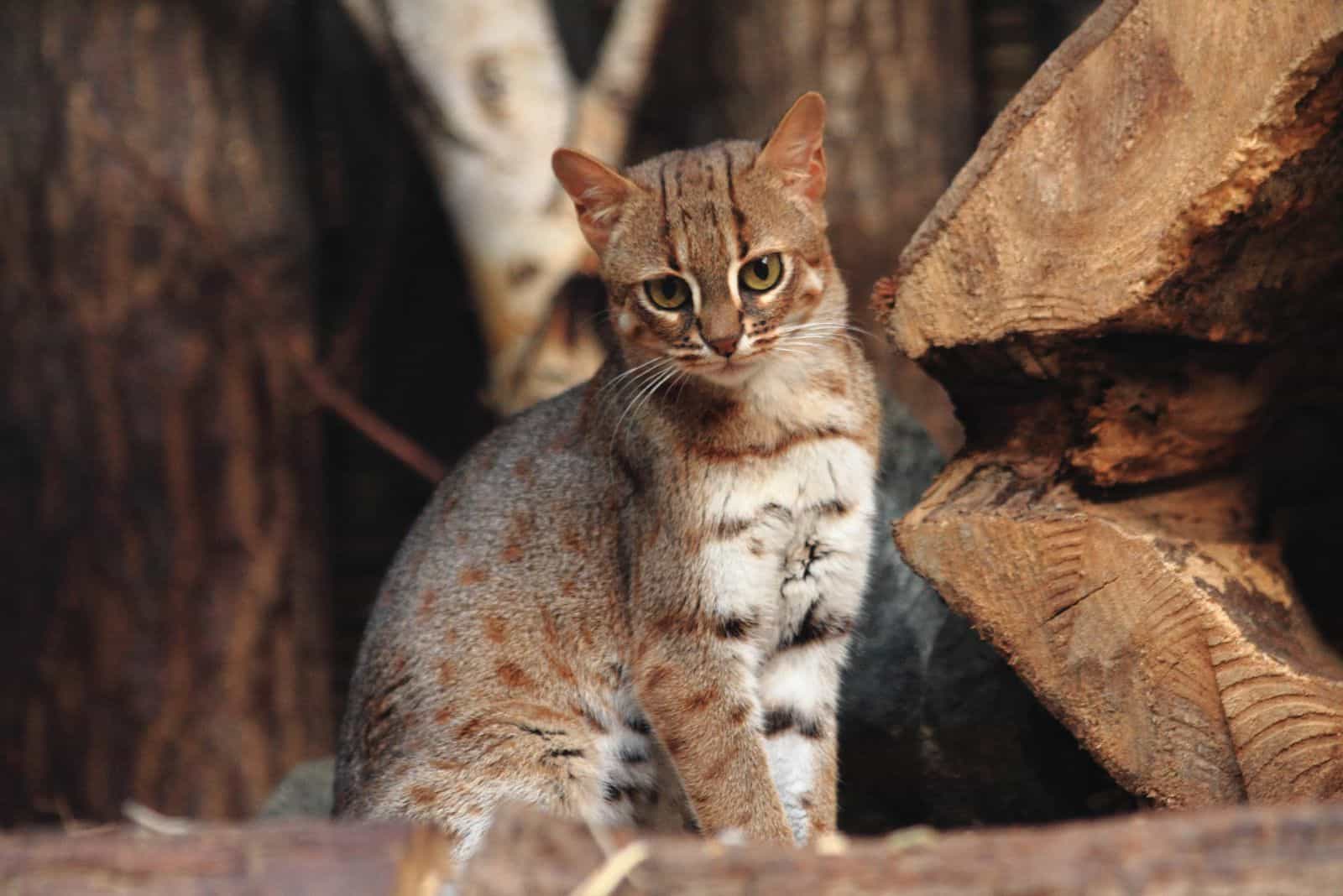 beautiful Rusty-spotted Cat sits and looks at the camera