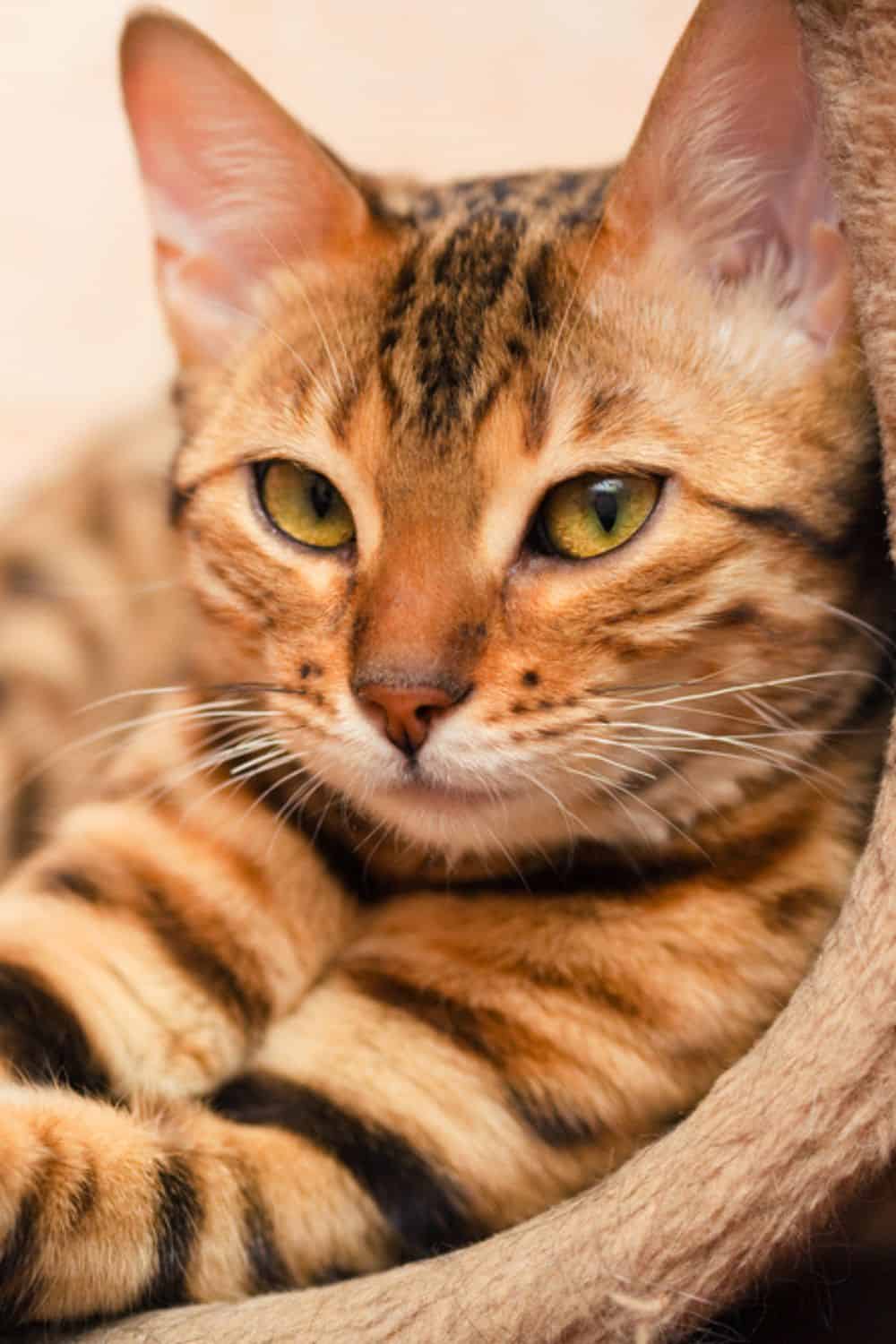 beautiful bengal cat