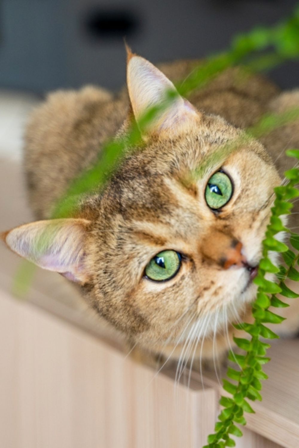 beautiful cat with fern