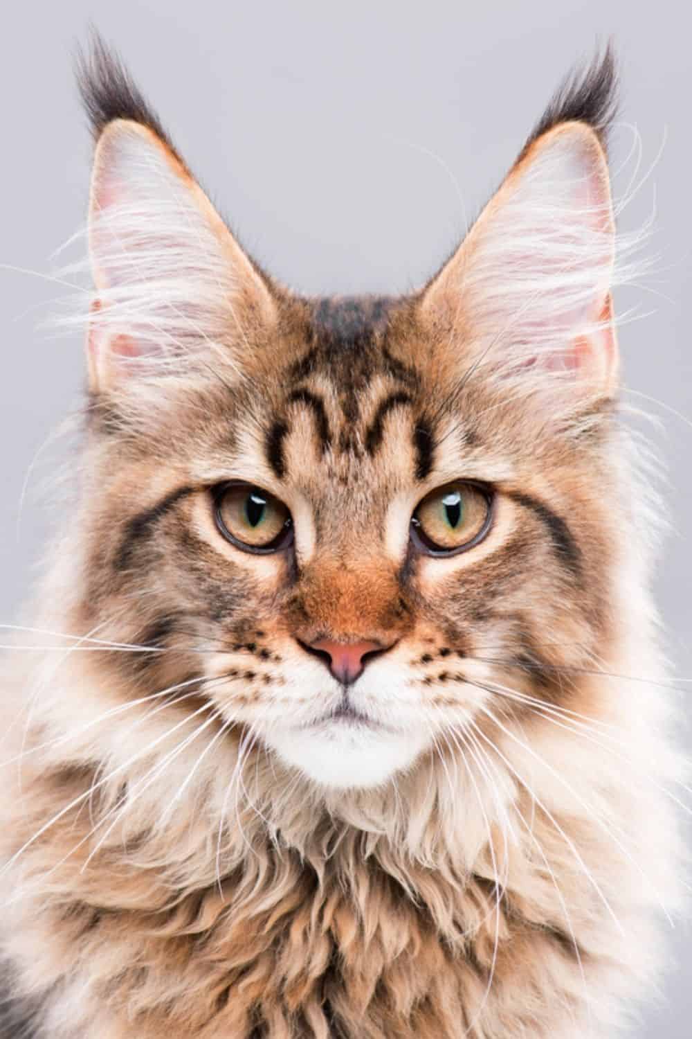 beautiful maine coon cat